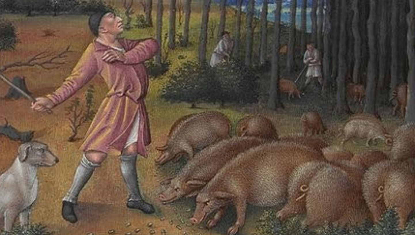 Varkens voor de rechter? Hoe dieren eeuwenlang strafrechtelijk werden vervolgd als misdadigers