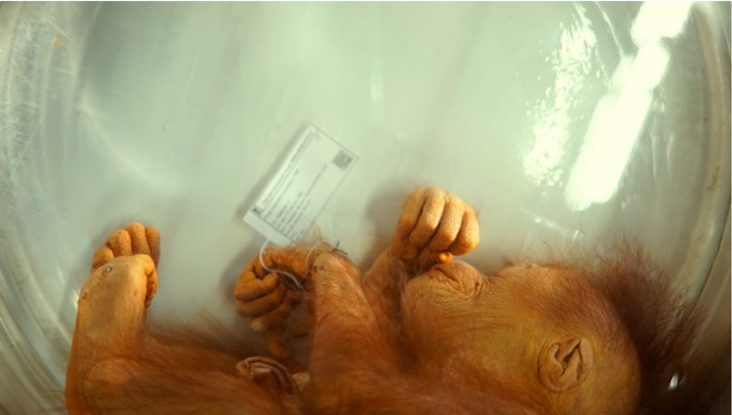 Documentaire Aapje Aram: de baby-orang-oetan van Naturalis