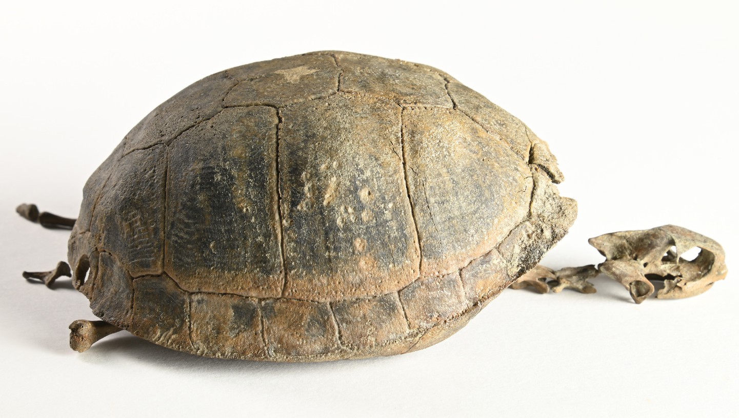 17de-eeuwse Enkhuizenaar had schildpad als huisdier: een ‘levende rariteit’ om mee te pronken