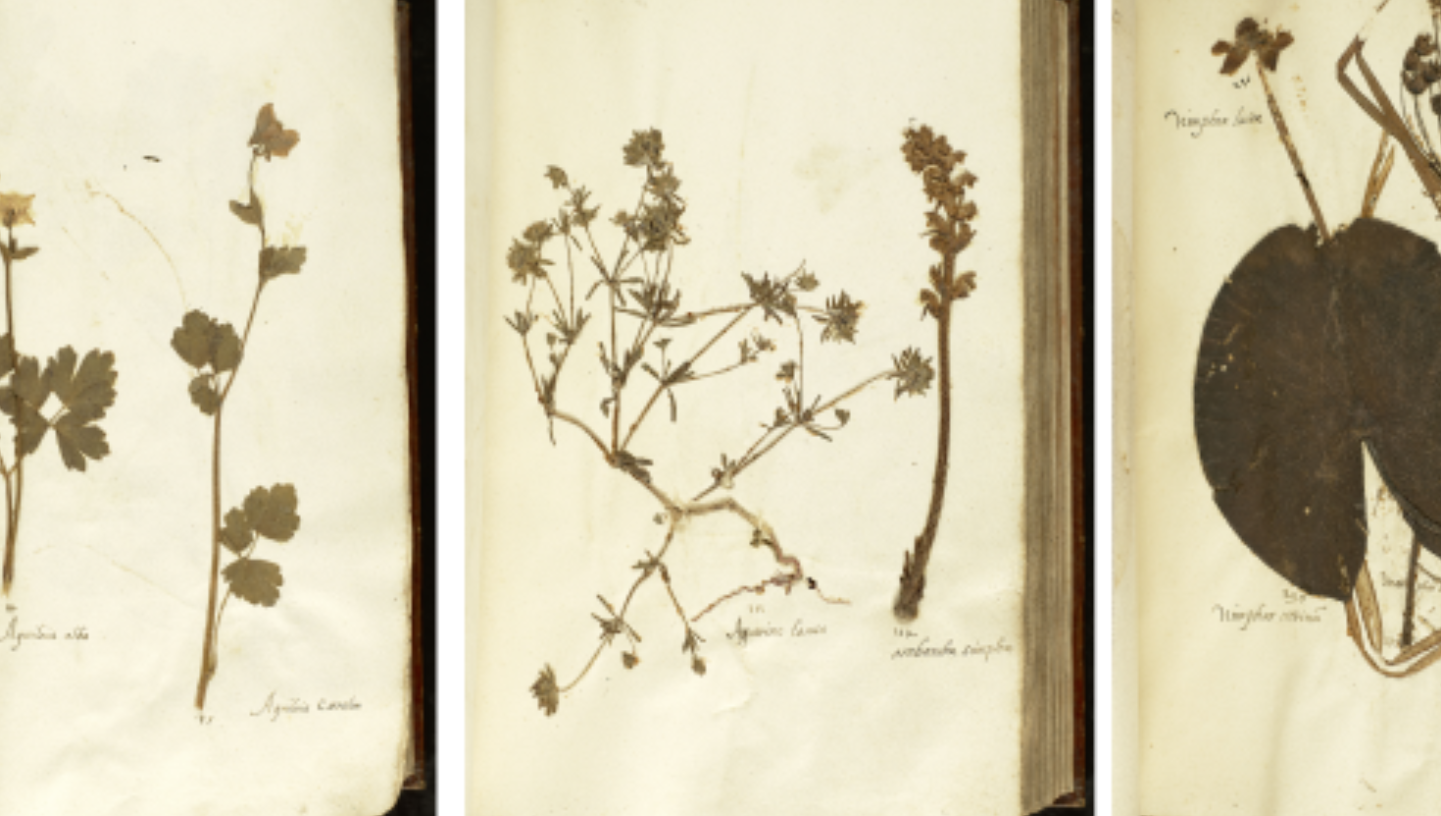 De eeuwig glimlachende bloementuin: wie maakte dit 16de-eeuwse herbarium?