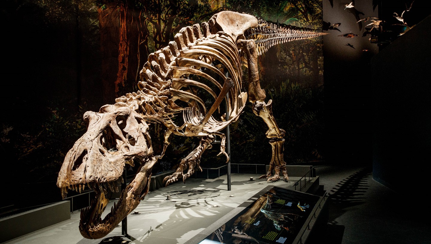 Ontwikkelingen in de paleontologie: Hoe de T-rex veren kreeg