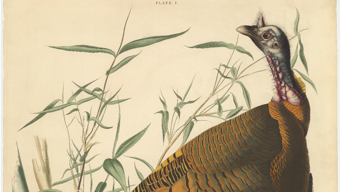 De kalkoen: een exotische geschiedenis