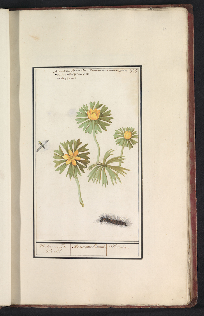 Weegbree, een van de planten waarvan de pollen een heftige allergische reactie kunnen veroorzaken. Anselmus Boëtius de Boodt, Weegbree (Plantago) (ca. 1596-1610). Bron- Rijksmuseum Amsterdam