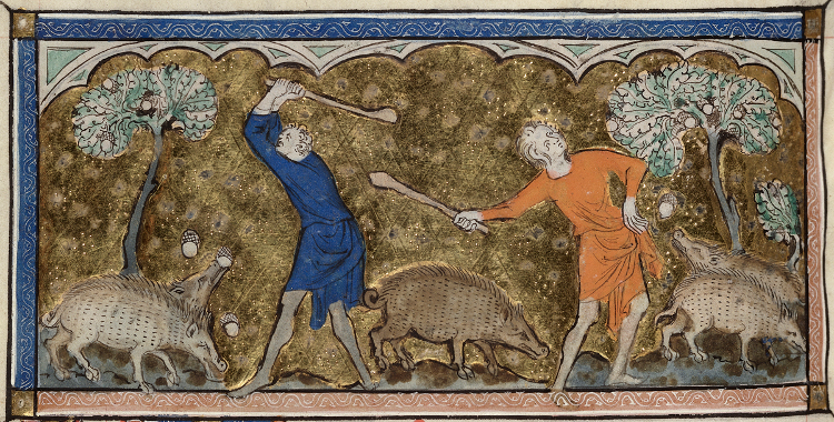 Detail eikels oogsten voor de varkens uit een middeleeuws manuscript (1310). Bron: British Library.