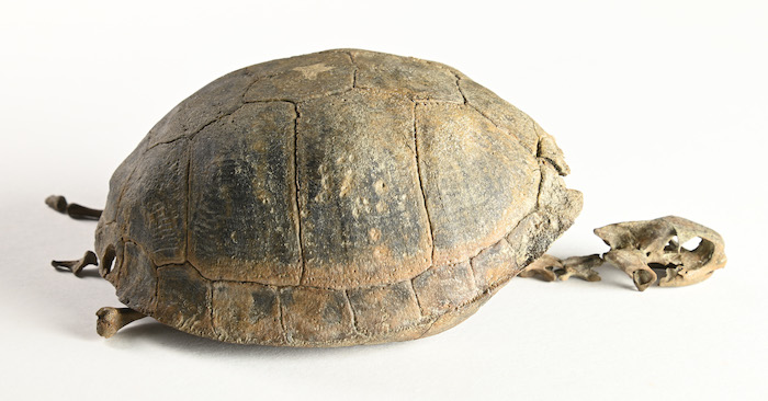 De gevonden schildpad. © Archeologie West-Friesland 