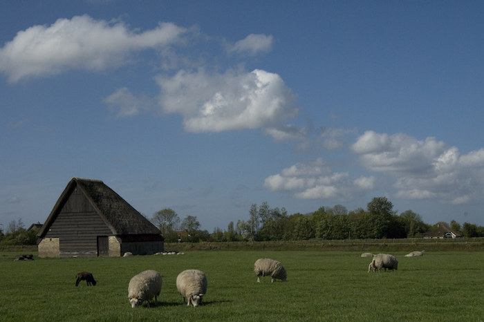 Een van de schapenboeten op Texel. Stichting Saxifraga, Den Burg (2009). Bron: Wikimedia Commons (CC BY-SA 3.0)
