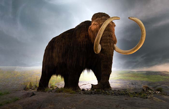 Thomas Quine, Woolly mammoth model Royal BC Museum Victoria (2018). Bron: Wikimedia Commons (CC BY-SA 2.0)