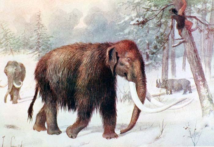 William Percival Westell, The extinct Mammoth in The Book of the Animal Kingdom (1910). Bron: Wikimedia Commons (CC BY-SA 2.0)